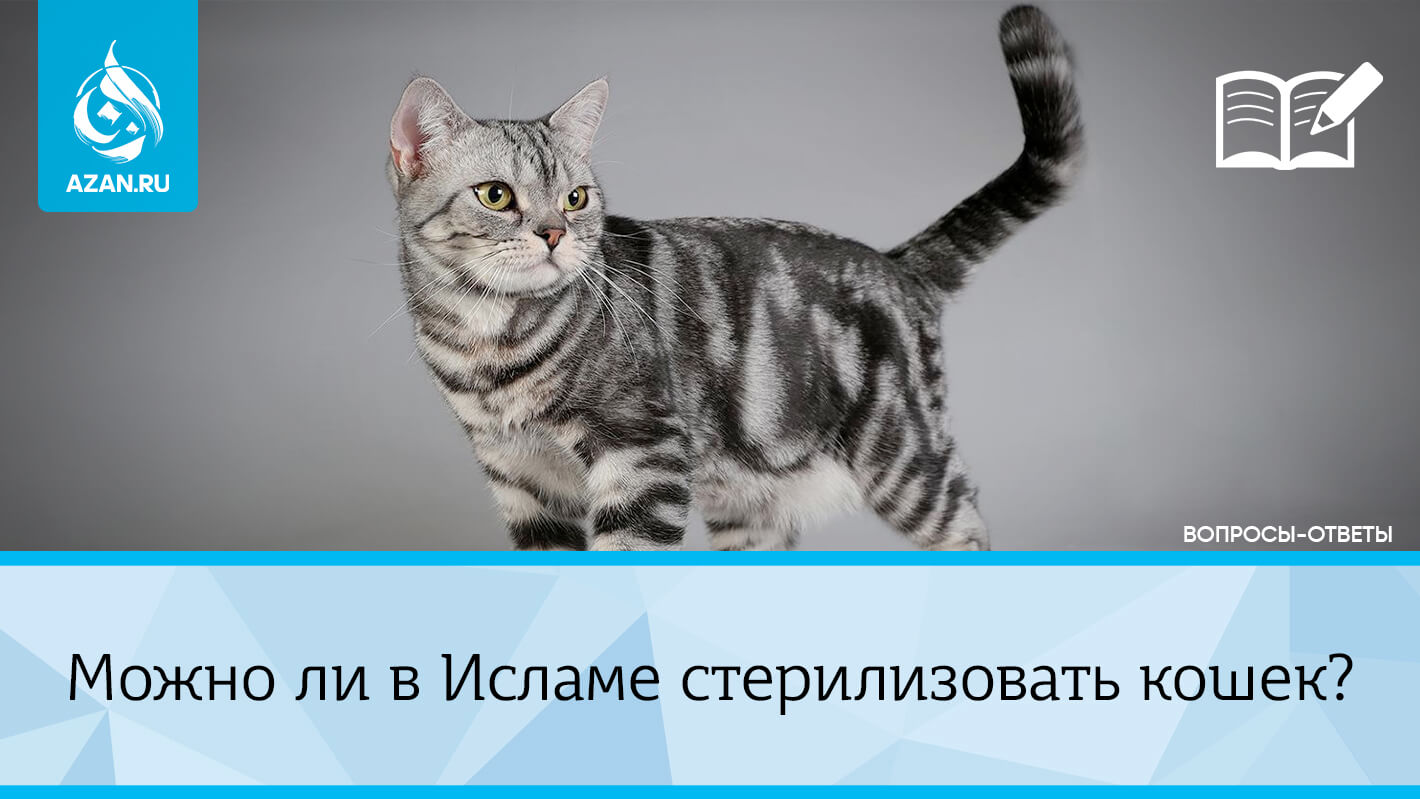 Можно ли в Исламе стерилизовать кошек?