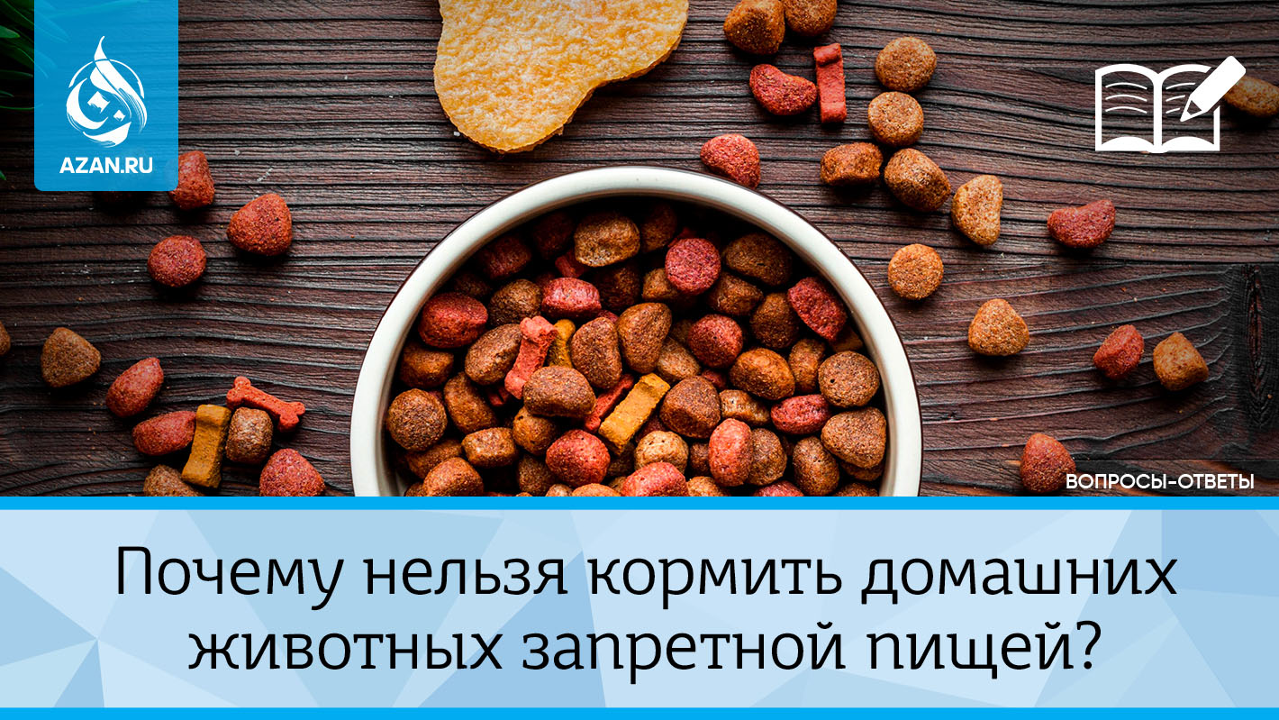 Почему нельзя кормить домашних животных запретной пищей?