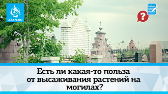 Есть ли какая-то польза от высаживания растений на могилах?