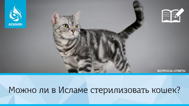 Можно ли в Исламе стерилизовать кошек?