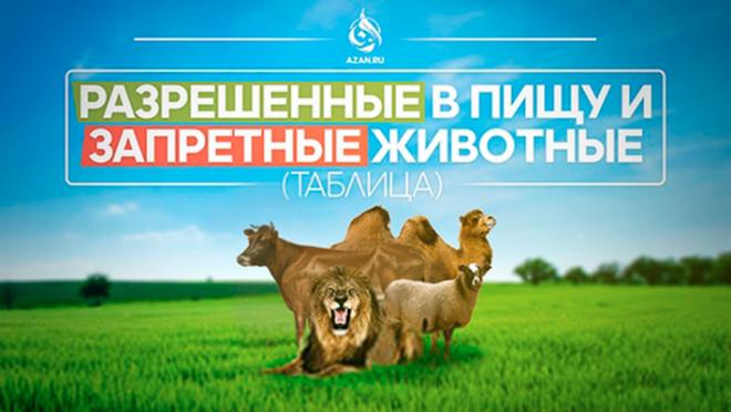 Разрешенные в пищу и запретные животные