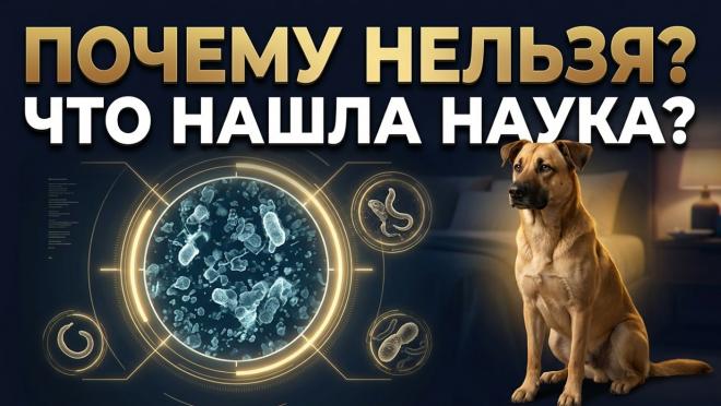 Чем опасна собака: Почему Пророк ﷺ запрещал держать собак в доме?